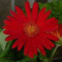 Cake Decorator dan-na