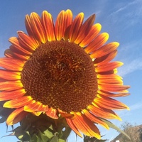 Cake Decorator peppercorns