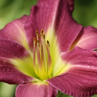 geri4292adams Cake Central Cake Decorator Profile