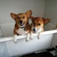 Bossy Cake Central Cake Decorator Profile