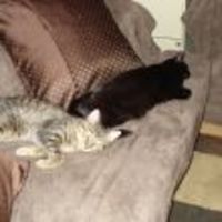 fancyface Cake Central Cake Decorator Profile