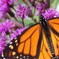 Cake Decorator sipsip