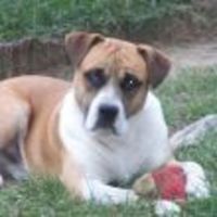 Cake Decorator thunderkittenn