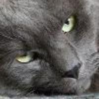 Cake Decorator Elfin