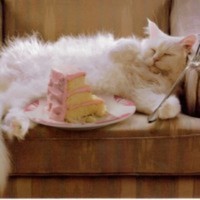 Cake Decorator Jagger12