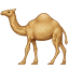 dromedary_camel.png