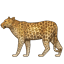 leopard.png