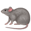 rat.png