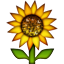 sunflower.png