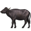 water_buffalo.png