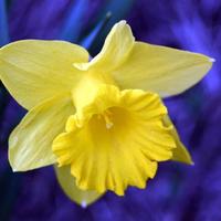 Cake Decorator BOP777