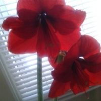 figueroa33 Cake Central Cake Decorator Profile