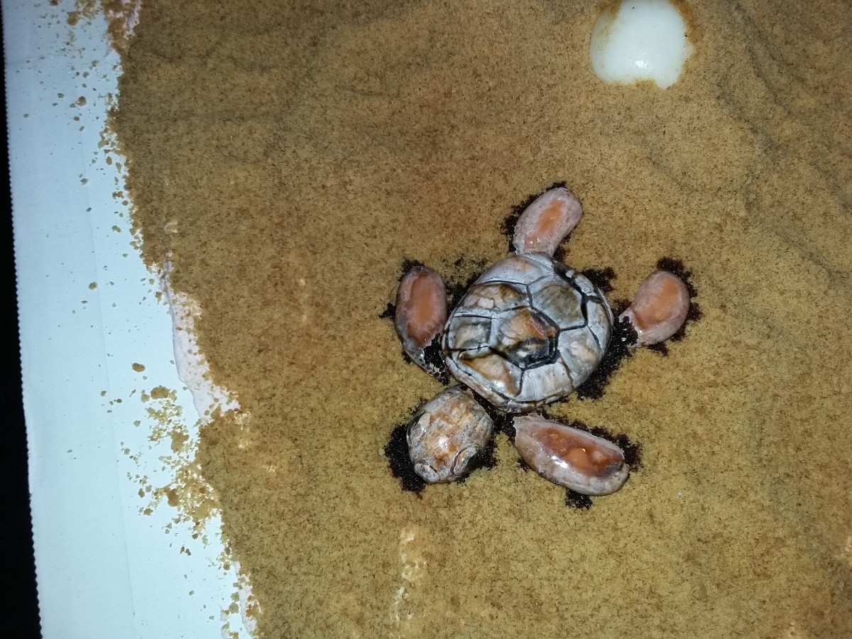 How To Preserve Fondant Cake In Hot Weather