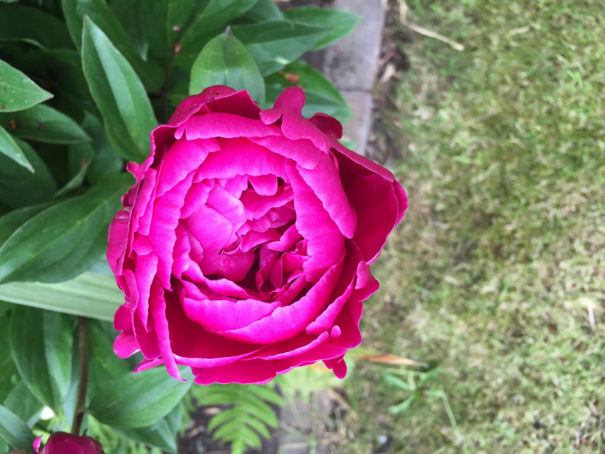 Achieving Magenta Colour On Sugar Flowers