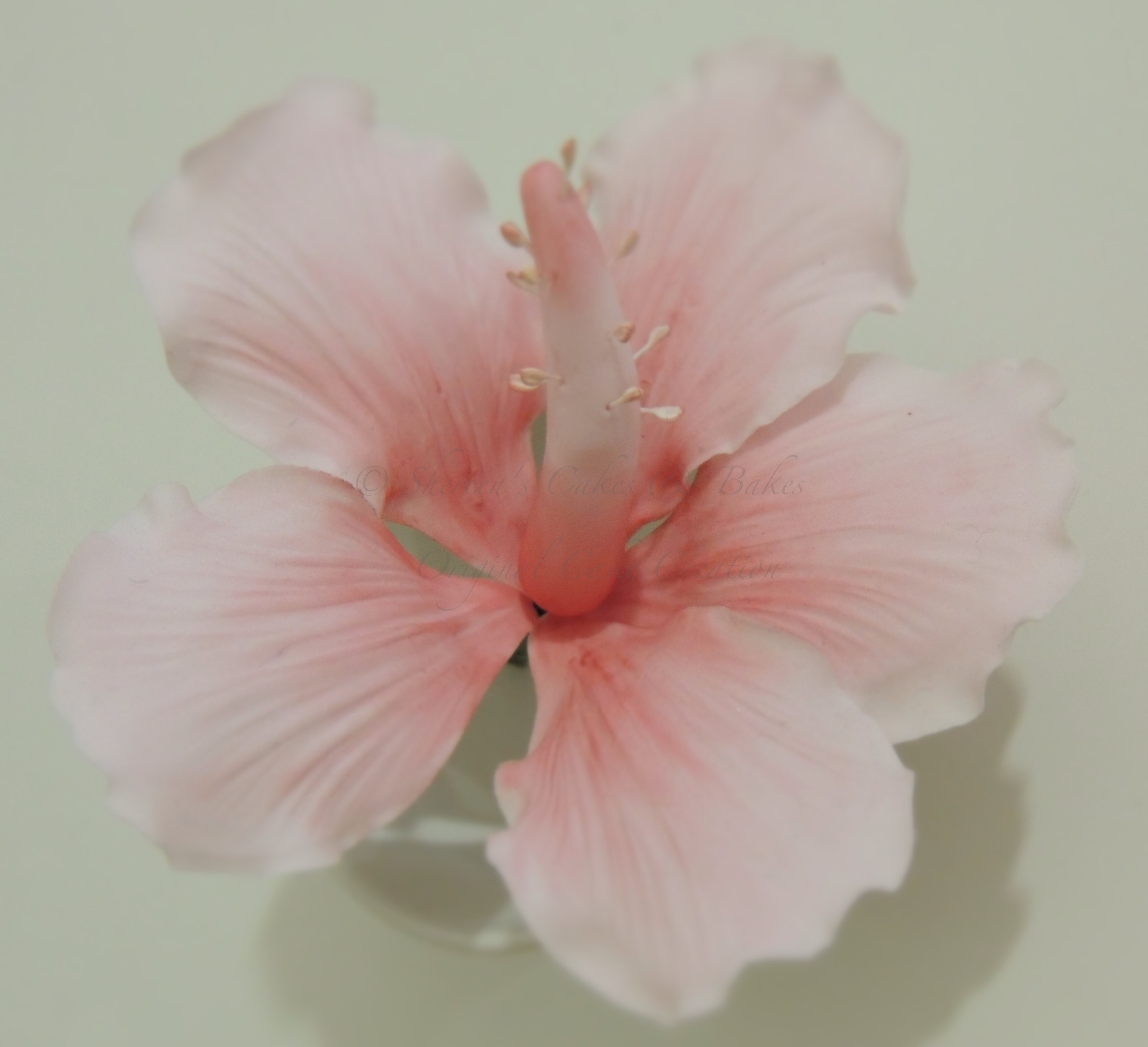 Sugar Hibiscus