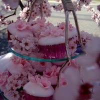 Blooming Cupcakes Those cupcakes were inspired by a blooming tree in our front yard. Made them for my best friend spring engagement party :) Tiramisu...