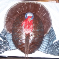 Mounted Wild Turkey Head is made from gumpaste and painted the beard is browned cornsilks covered in fondant and painted