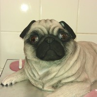 Pug Dog pug dog cake