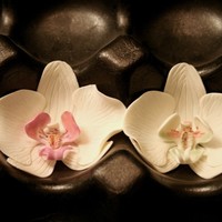 Sugar Moth Orchids First try at the phalaenopsis (moth orchid). Trying out different colored centers.