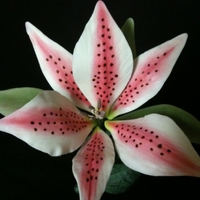 Stargazer Lily Stargazer Lily made from gumpaste!