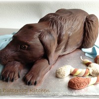 Chocolate Lab Chocolate lab