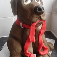 Chocolate Labrador 