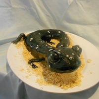 Salamander Plethodon glutinosus (common name northern slimy salamander) for a herp enthusiast's 20th birthday.