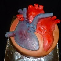 Human Heart made for a school project. chocolate cake with chocolate filling