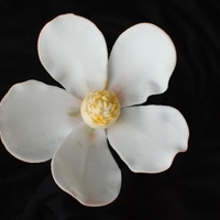 My "not-Quite" Magnolia 