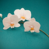 Moth Orchids Flowerpaste moth orchids.