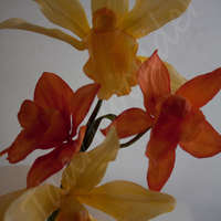 Sugar Orchids Cattleya Orchids And Dendrobium Orchids Sugar orchids: cattleya orchids and dendrobium orchids