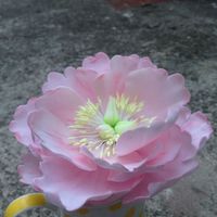 Fondant Peony Fondant peony :)