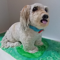 Dog Birthday Cake Cake carved body with RKT head covered in fondant.