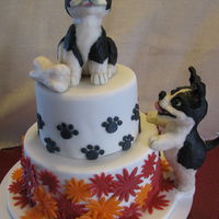 Modeling Chocolate Puppy Boston Terrier Cake!-Red Velvet cake with cream cheese filling, Ganache covered with MM fondant and RKT puppies covered in Modeling...