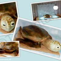 "crush" From "finding Nemo". Turtle "Crush" from "Finding Nemo".