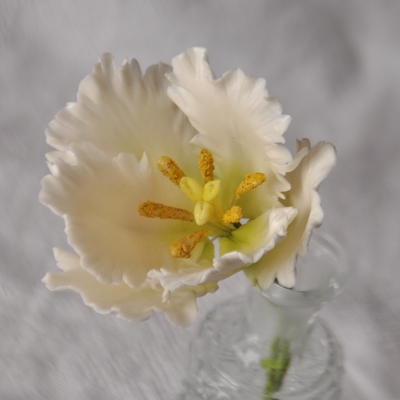 White Parrot Tulip