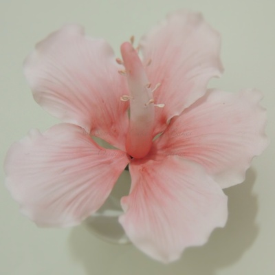 Sugar Hibiscus