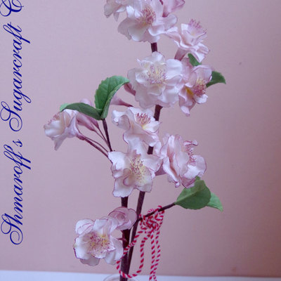 Cherry Blossom/sacura