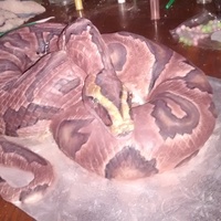 Finished Ball Python Cake finished cake