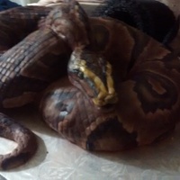 Finished Ball Python Cake This is my first attemp at this..and i have to say...it turned out pretty good....a few things i would do different next time..but all in...