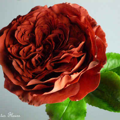 Another David Austin Styled Rose