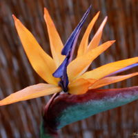 Strelitzia Strelitzia