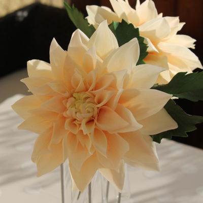 Sugar Dahlia