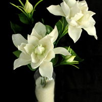 Gardenia "Gardenias are sacred Morpheus, the Greek god of dreams. Other flowers are sacred to Morpheus too, like poppies, but gardenias are...