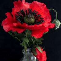 Poppy - Sugarflower "The Sun is bright, the day feels right,Poppies in bloom, more flowers soon,Spring is here, Summer is near."#poppy #sugarflower #...