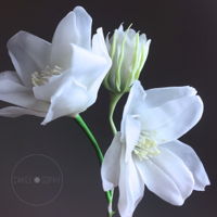 Cereus Flower In Cold Porcelain CEREUS flower, - TUTORIAL AVAILABLE , link below, thanks for watching and sharing! https://www.youtube.com/channel/UC0qhkRbR1dw4ZhDWz2Rt-7A...