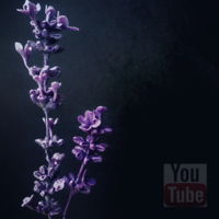Lavender Tutorial Using Flock ( Cold Porcelain) Hello everyone, those of you who followed me here have earned me a CakeCentral badge THANK YOU! I have a TUTORIAL on how to make this...