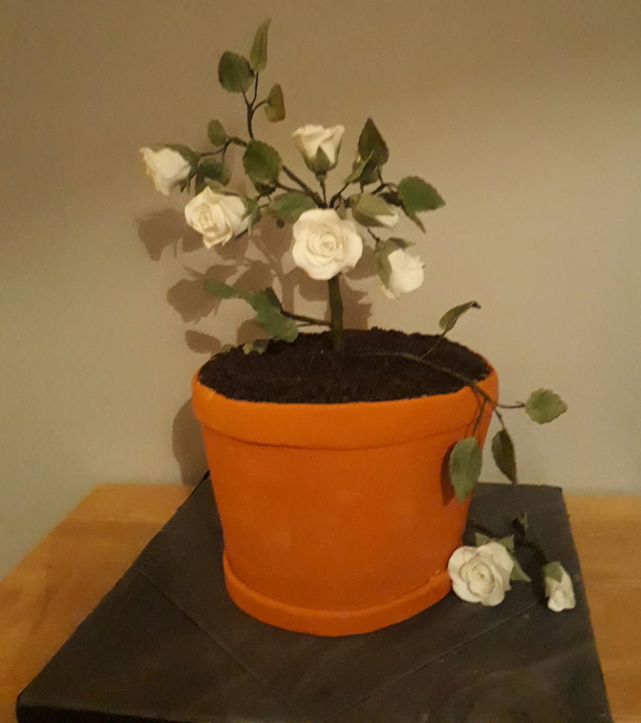 Rose Pot Plant